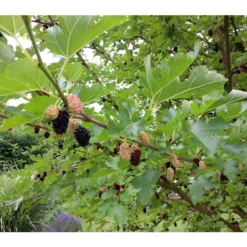 Schwarzer Maulbeerbaum