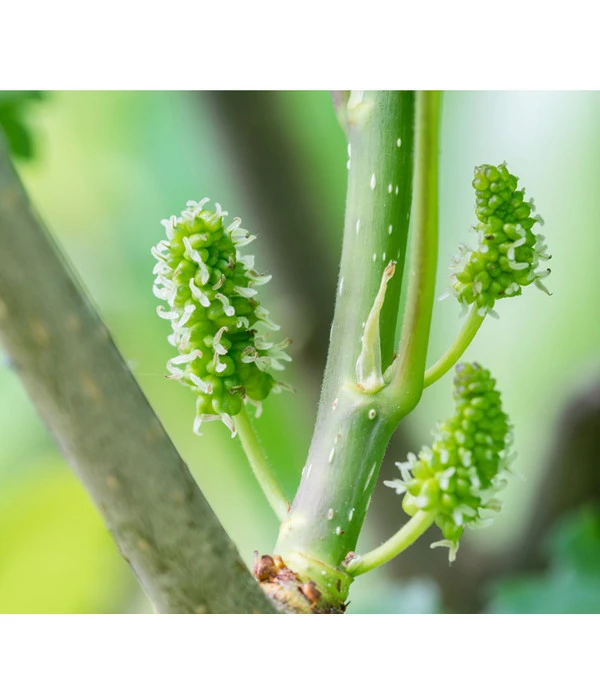 Schwarzer Maulbeerbaum – Bild 2