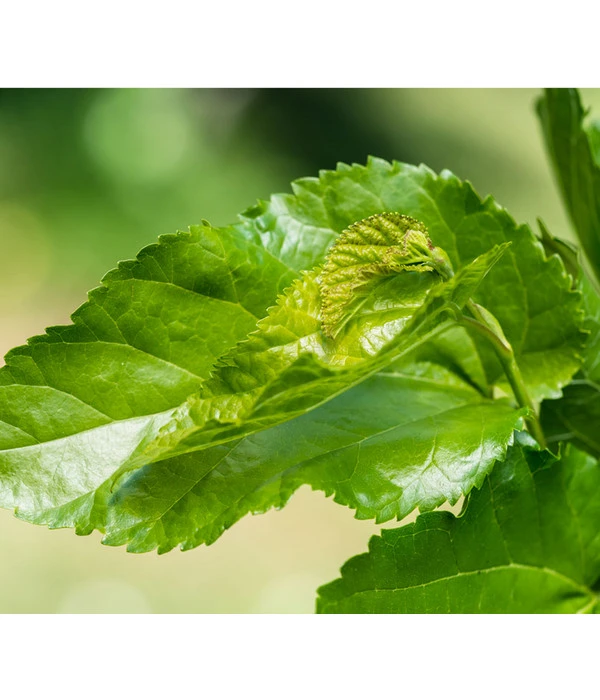 Schwarzer Maulbeerbaum – Bild 3