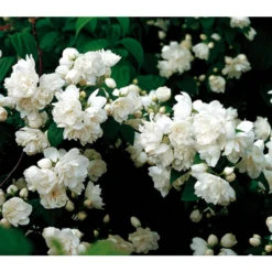 Gefüllter Gartenjasmin 'Schneesturm'