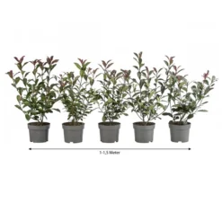 1-1,5 Meter Purpur-Glanzmispel 'Carre Rouge', 5 X Ca. 35 Cm