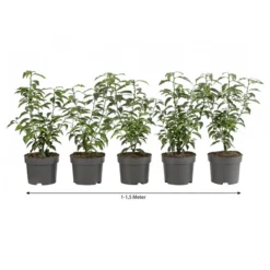 1-1,5 Meter Portugiesischer Kirschlorbeer 'Angustifolia', 5 X Ca. 30-35 Cm