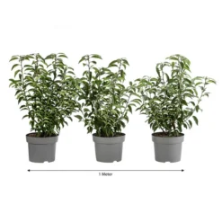 1 Meter Portugiesischer Kirschlorbeer 'Angustifolia', 3 X Ca. 40-60 Cm