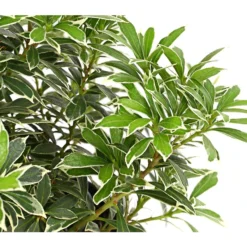 Dehner Schattenglöckchen, Japanische Lavendelheide 'Little Heath'