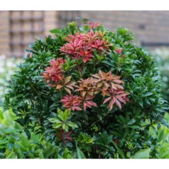 Dehner Schattenglöckchen, Japanische Lavendelheide 'Mountain Fire'