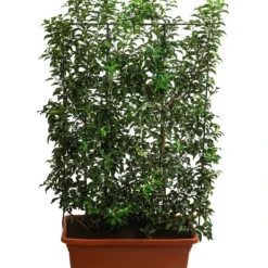 Portugiesischer Kirschlorbeer 'Brenelia', Ca. 170 Cm