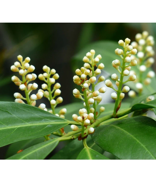 Kirschlorbeer 'Novita' – Bild 5