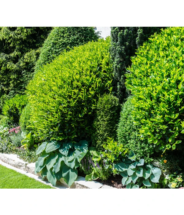 Kirschlorbeer 'Novita' – Bild 2