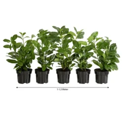 1-1,5 Meter Kirschlorbeer 'Novita', 5 X Ca. 40-50 Cm