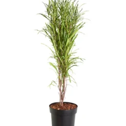 Säulen-Faulbaum - Farnblättriges Pulverholz 'Fine Line'®