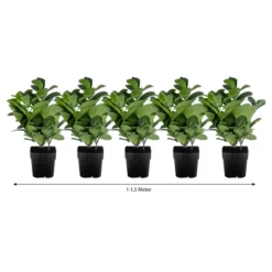 1-1,5 Meter Kirschlorbeer 'Etna', 5 X Ca. 20-30 Cm