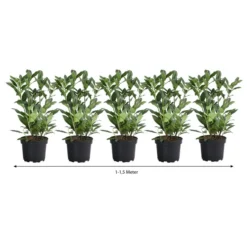 1-1,5 Meter Kirschlorbeer 'Herbergii', 5 X Ca. 60-70 Cm