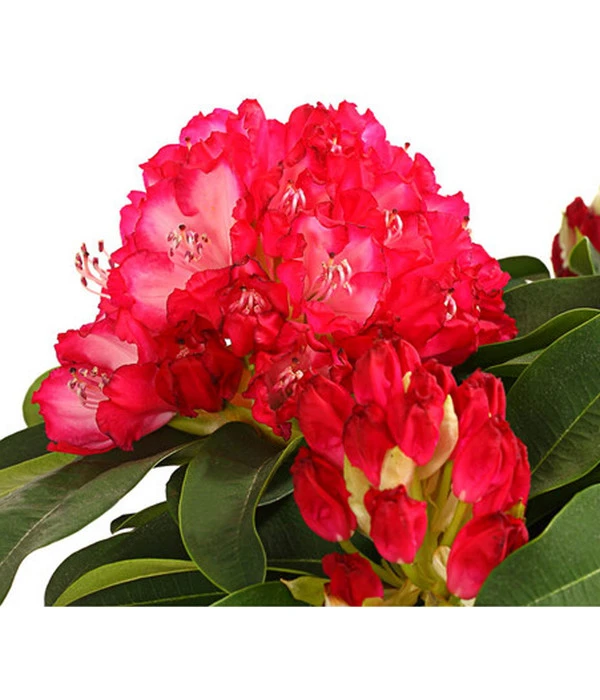 Rhododendron 'Super Mega' – Bild 2