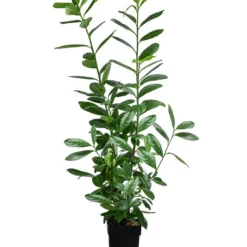 Kirschlorbeer 'Novita'