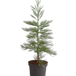 Bergmammutbaum - Wellingtonie 'Glaucum'