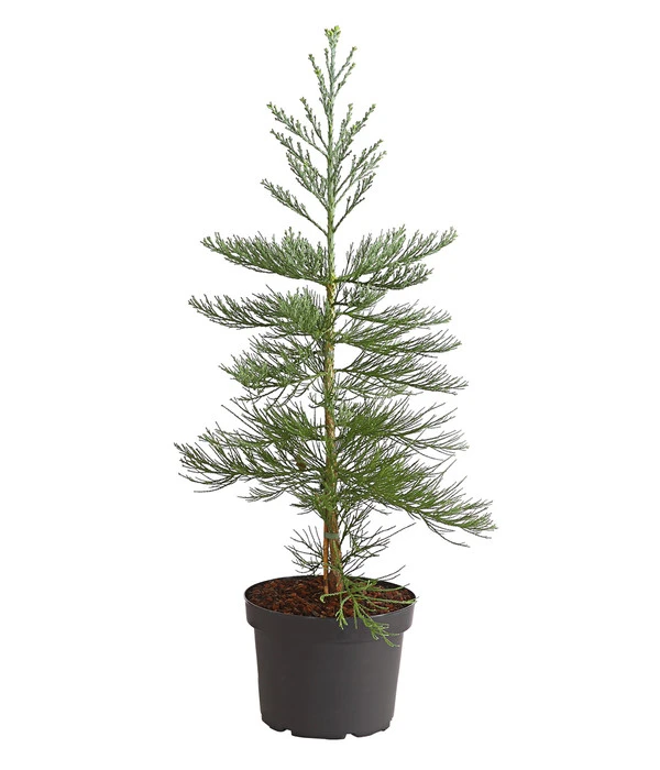 Bergmammutbaum - Wellingtonie 'Glaucum'