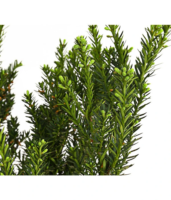 7 Meter Becher-Eibe 'Hillii', 14 X Ca. 90-100 Cm – Bild 2