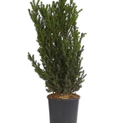 Becher-Eibe 'Hillii'