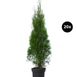 7 Meter Lebensbaum 'Smaragd', 20 X Ca. 100-125 Cm