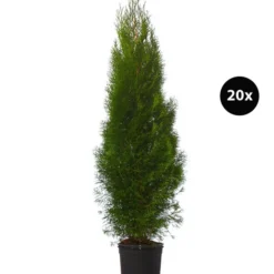 10 Meter Lebensbaum 'Smaragd', 20 X Ca. 125-150 Cm