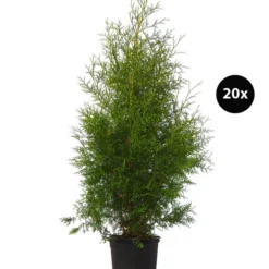 7 Meter Lebensbaum 'Brabant', 20 X Ca. 100-125 Cm