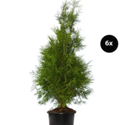 3 Meter Lebensbaum 'Brabant', 6 X Ca. 125-150 Cm