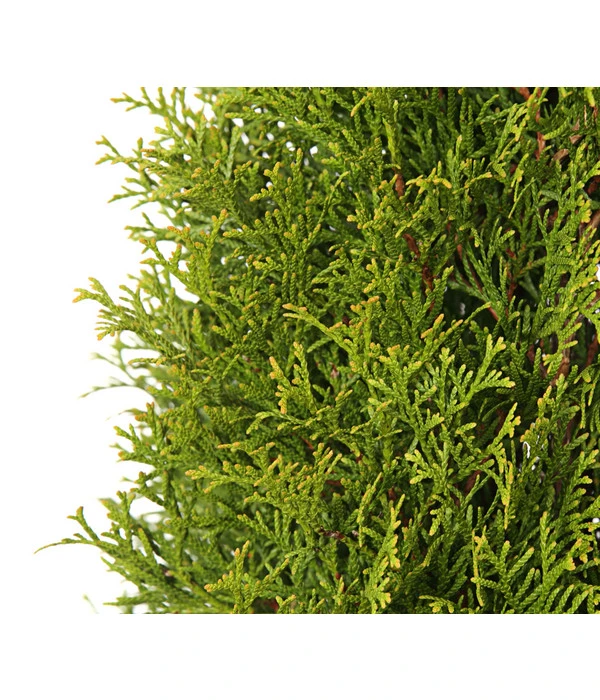 24 Meter Lebensbaum 'Smaragd', 80 X Ca. 60-80 Cm – Bild 6