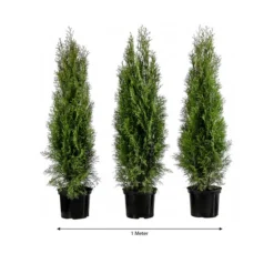 1 Meter Lebensbaum 'Smaragd', 3 X Ca. 80-100 Cm