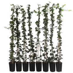 2 Meter Großblättriger Efeu 'Hibernica', 8 X Ca. 150 Cm