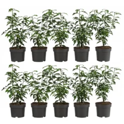 2-3 Meter Portugiesischer Kirschlorbeer 'Angustifolia', 10 X Ca. 30-35 Cm