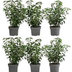 2 Meter Portugiesischer Kirschlorbeer 'Angustifolia', 6 X Ca. 40-60 Cm