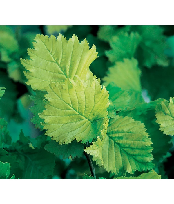 Gold-Ulme 'Wredei' – Bild 4