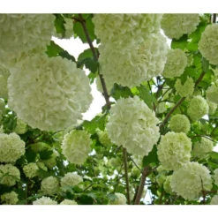 Gefüllter Schneeball 'Roseum'