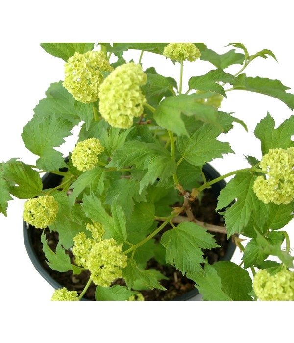 Gefüllter Schneeball 'Roseum' – Bild 2