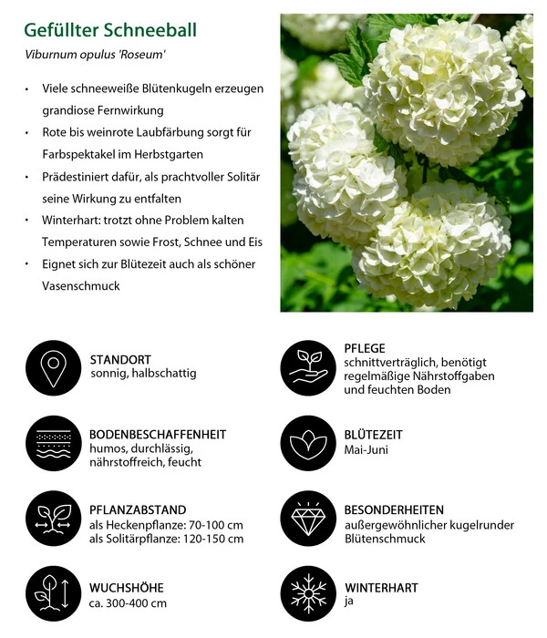 Gefüllter Schneeball 'Roseum' – Bild 3