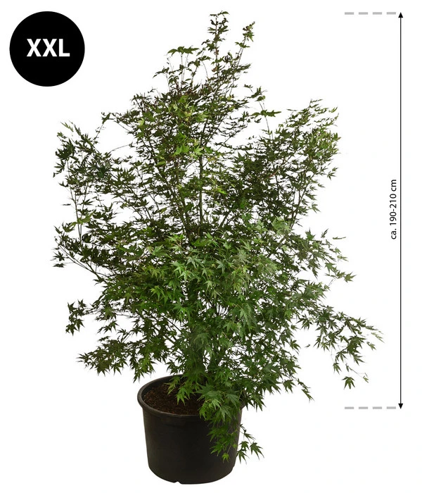 XXL Fächerahorn, Ca. 190-210 Cm – Bild 2