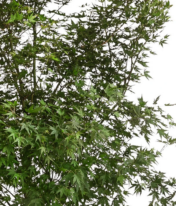 XXL Fächerahorn, Ca. 190-210 Cm – Bild 3