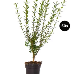 12,5 Meter Gemeiner Liguster, 50 X Ca. 60-100 Cm