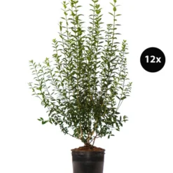 6 Meter Gemeiner Liguster, 12 X Ca. 150-175 Cm