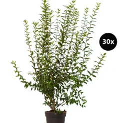 10 Meter Wintergrüner Liguster 'Atrovirens', 30 X Ca. 100-150 Cm