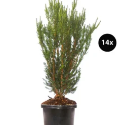 7 Meter Becher-Eibe 'Hillii', 14 X Ca. 90-100 Cm