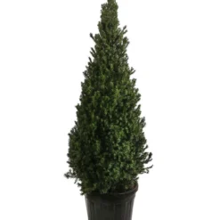 XXL Kegel-Eibe 'Hillii', Ca. 125-150 Cm