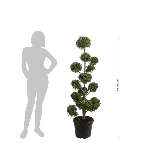 Pompon-Leyland-Zypresse 'Castlewellan Gold', Ca. 150-160 Cm – Bild 2