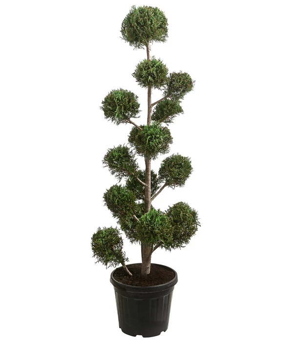 Pompon-Leyland-Zypresse 'Castlewellan Gold', Ca. 150-160 Cm