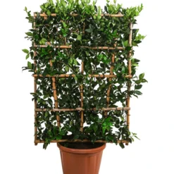 Liguster 'Texanum', Ca. 150-160 Cm