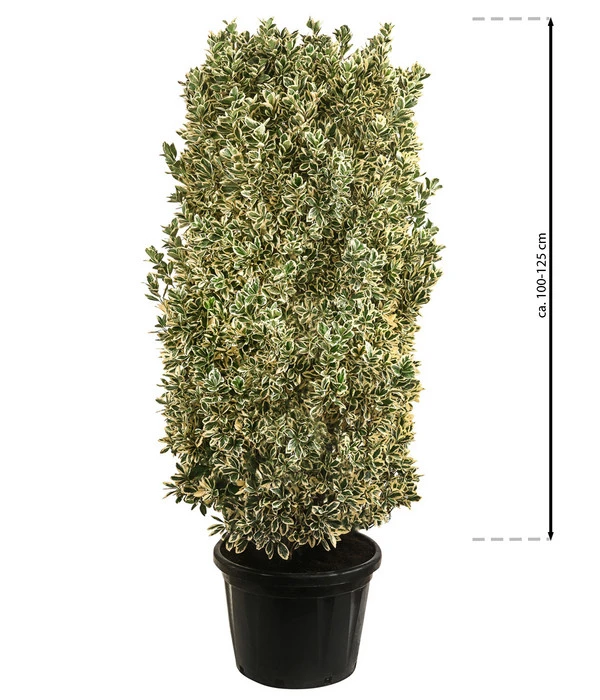 Japanischer Spindelstrauch 'Bravo', Ca. 100-125 Cm – Bild 2