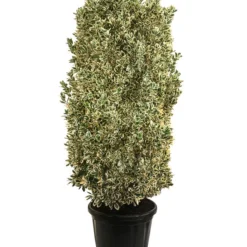 Japanischer Spindelstrauch 'Bravo', Ca. 100-125 Cm