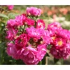 Ramblerrose 'Perennial Blue®'
