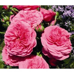 Beetrose 'Baronesse®'