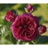 Nostalgie®-Edelrose 'Marietta®' Gartenliebe, 3er-Set